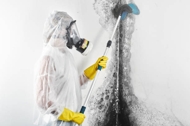 Best Real Estate Mold Inspection  in Rantoul, IL